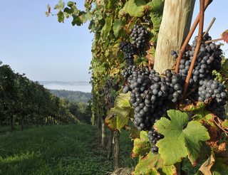 Madiran et Pacherenc du Vic Bilh, vins du Béarn Pyrénées