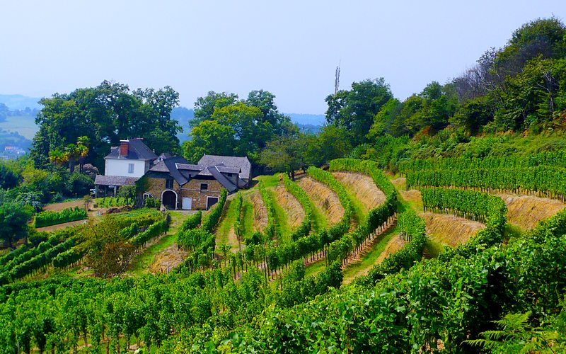 Vignes et campagne en Béarn Pyrénées