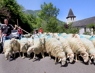 Transhumance dans les vallées du Béarn Pyrénées