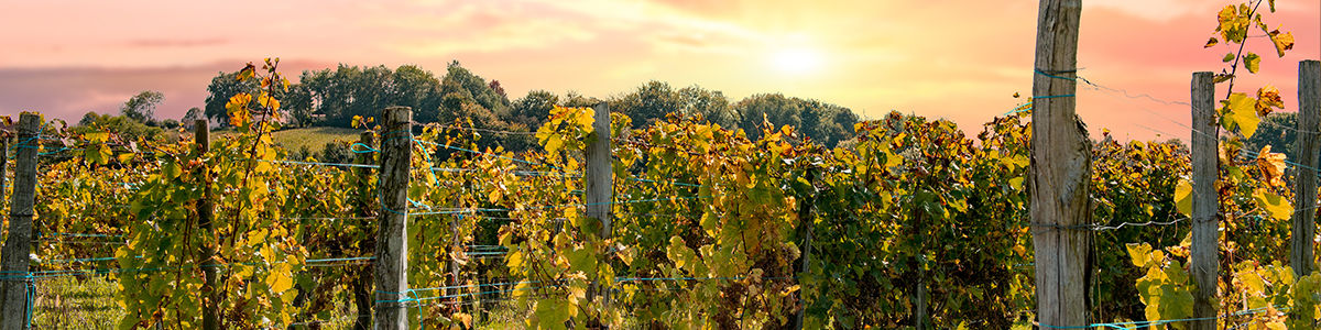 Vignobles de Jurancon Béarn