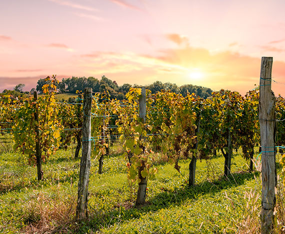 Gastronomie et vins en Aragon et en Béarn Pyrénées